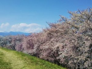 Les Sakura à Matsumoto – Partie 2 : Le Mont Koboyama
