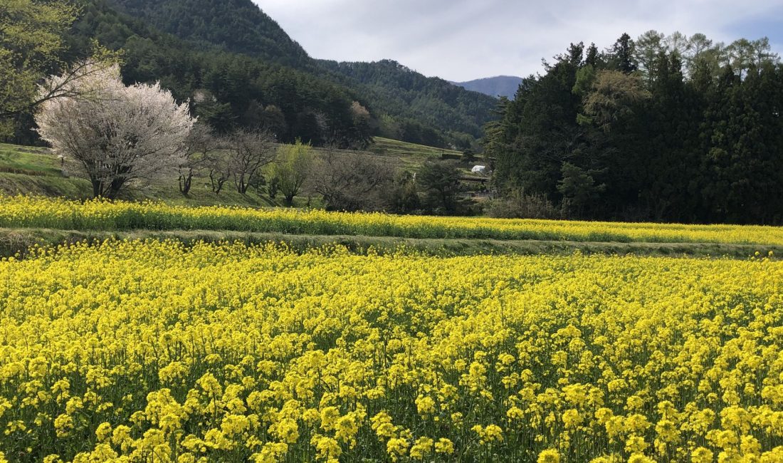 ชมดอกนาโนะฮานะสีเหลืองอร่ามที่สวน Alps Azumino (อำเภออะซูมิโน่)
