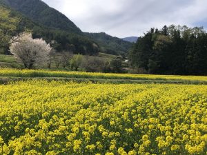 ชมดอกนาโนะฮานะสีเหลืองอร่ามที่สวน Alps Azumino (อำเภออะซูมิโน่)