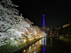 마츠모토성의 야간 벚꽃