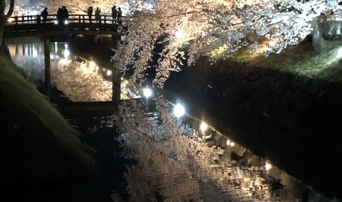 樱花的季节,来了