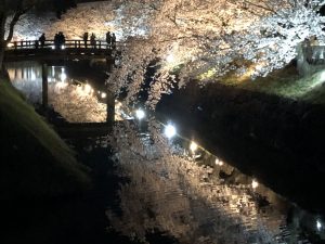 樱花的季节，来了