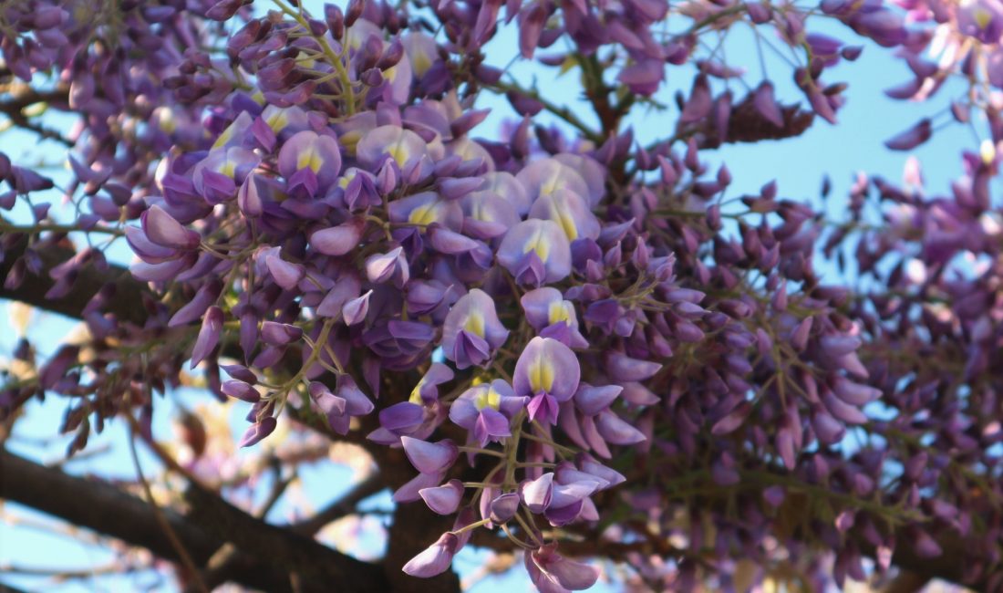 松本市街地の花が咲き始めました。