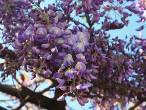 松本市街地の花が咲き始めました。