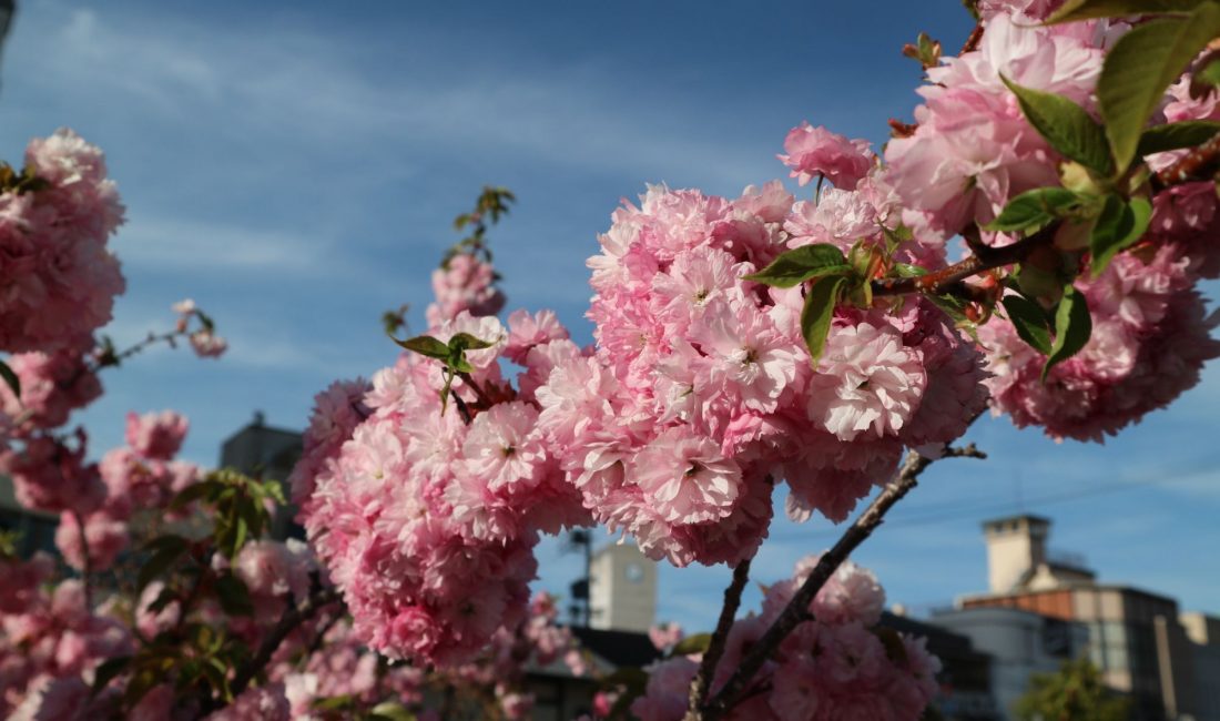 八重桜が満開です。