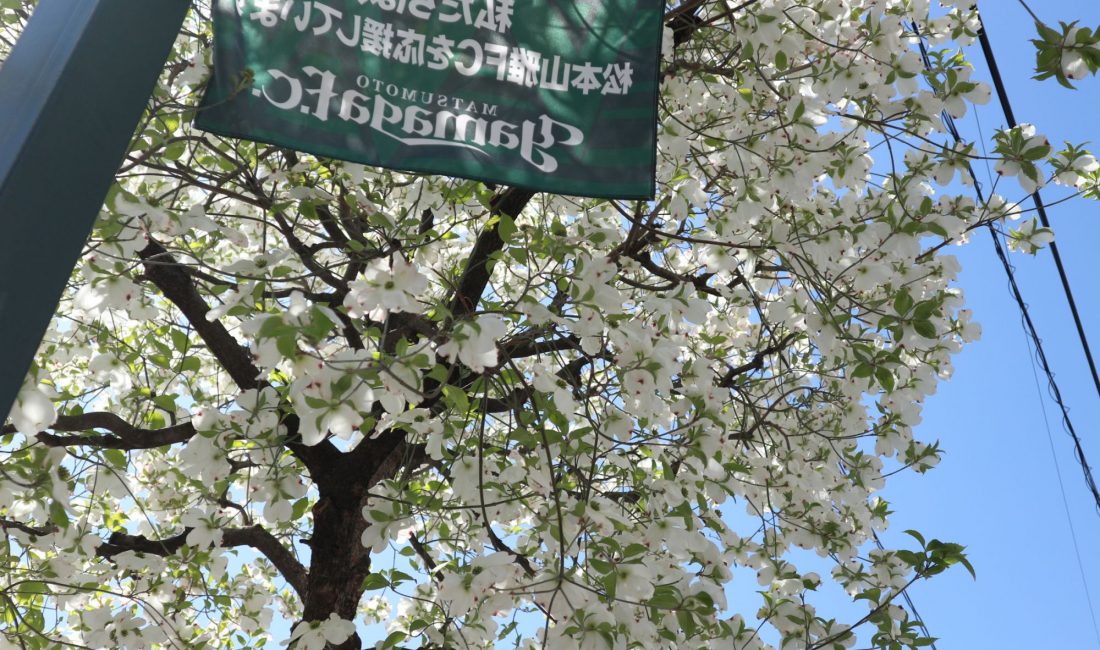 上土通り・縄手通りハナミズキと青空