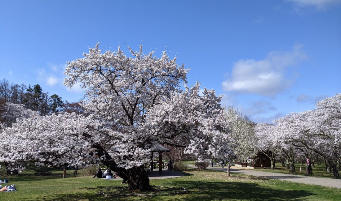 Les Sakura à Matsumoto – Partie 1 : Le Parc des Alpes