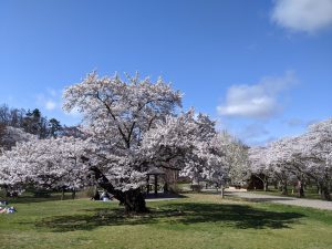 Les Sakura à Matsumoto – Partie 1 : Le Parc des Alpes