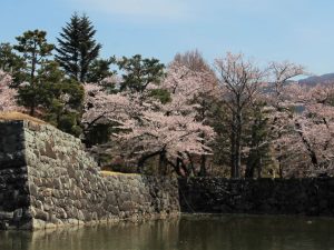 An Unusual Cherry Blossom Season at Matsumoto Castle