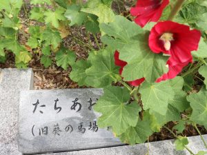 まつもと湧水巡り「松本神社前井戸」タチアオイが咲き始めています。
