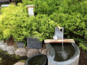 まつもと湧水巡り「西堀公園井戸」ヤマボウシの白い花が咲いています。
