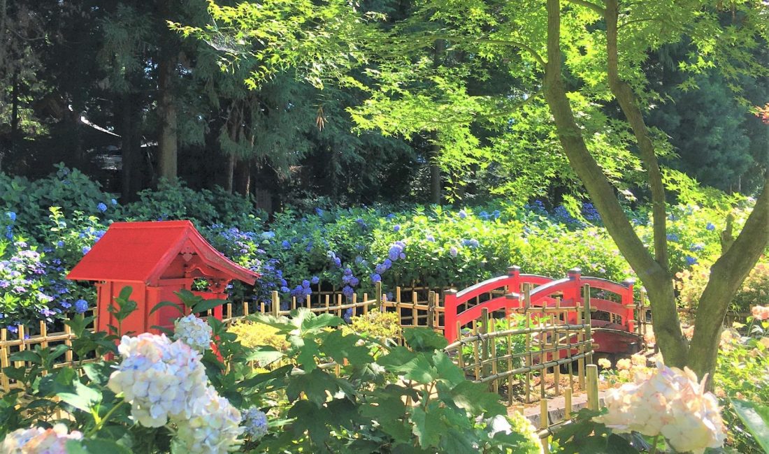 Blumenbaden im Hortensien-Tempel (弘長寺)