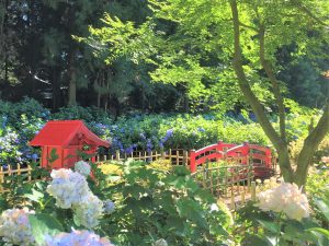 Blumenbaden im Hortensien-Tempel (弘長寺)
