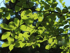 岡宮神社の森とまちなかの初夏の木々