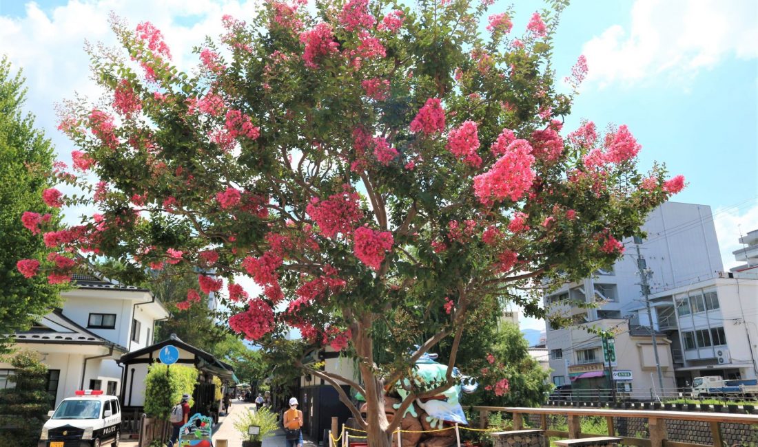夏の花 百日紅(さるすべり)