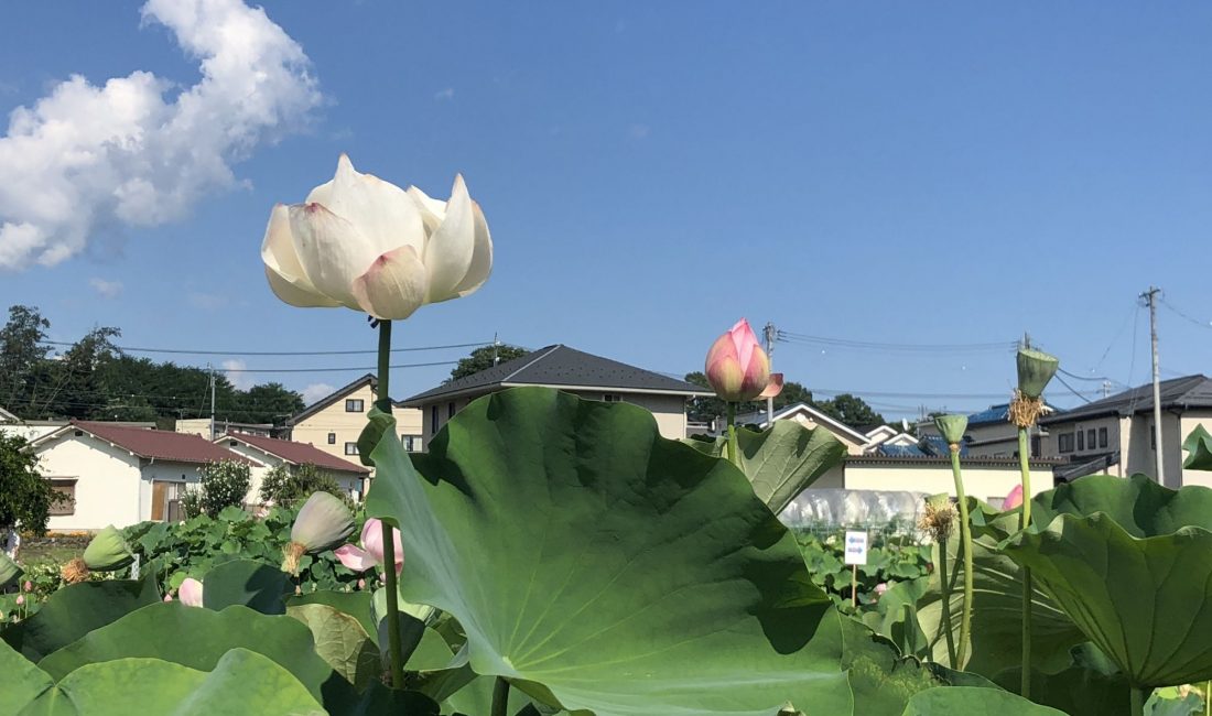上田信浓国分寺的荷塘