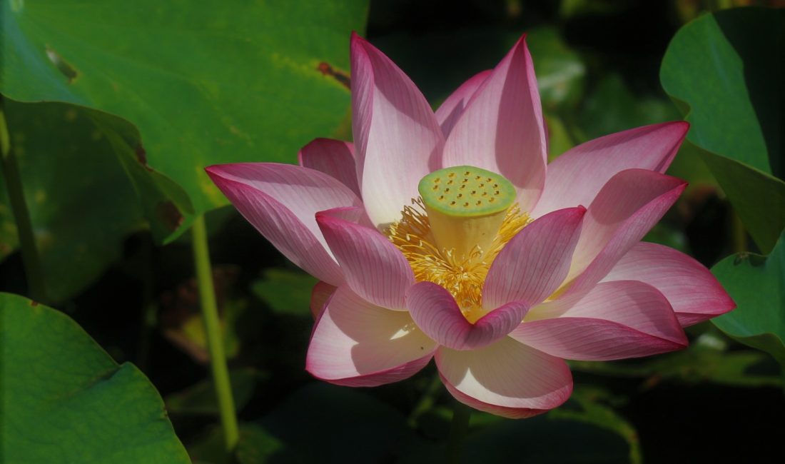 松本城公園に咲く夏の花たち
