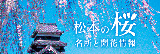 松本の桜