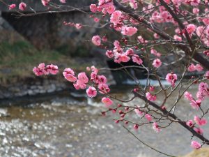 女鳥羽川桃色の梅の花も見ごろ　如月