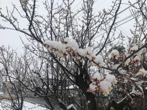 Мартовский снегопад