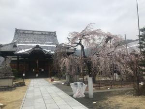 2020.3.31  里山辺　兎川寺のしだれ桜