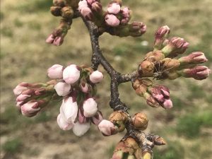 薄川堤防沿いの桜????