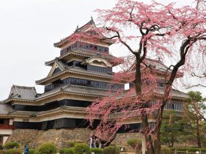 国宝松本城「桜の開花宣言」されました????