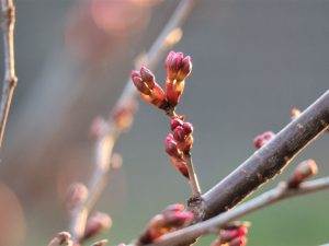 桜????パトロール とうとうつぼみが色づき始めました！