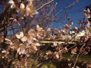 春めく水辺 女鳥羽川沿いの大山桜は3分咲き