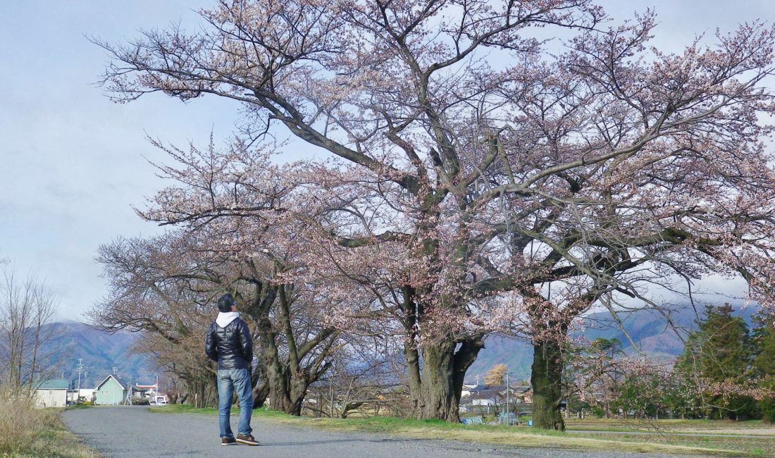 梓川左岸沿いの桜並木も、桜の花が咲き始めてきています。