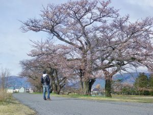 梓川左岸沿いの桜並木も、桜の花が咲き始めてきています。