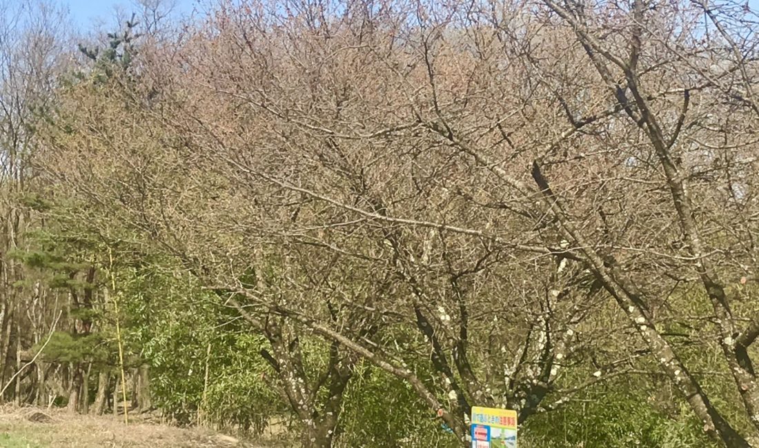 梓川　八景山の桜????