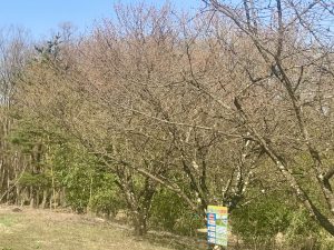 梓川　八景山の桜????