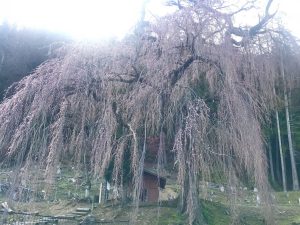梓川 釈迦堂のしだれ桜????