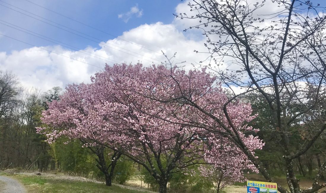 梓川花見 八景山の桜????