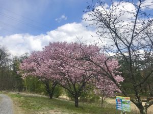 梓川花見　八景山の桜????
