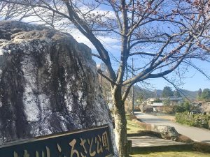 梓川ふるさと公園の桜????