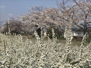 薄川堤防沿いの桜????