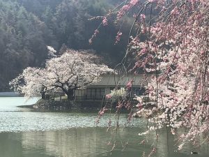 千鹿頭池の桜????