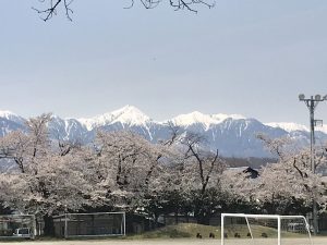 山辺中学校の校庭の桜????