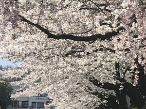 美須々駐車場の桜????　満開
