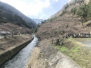 徳本峠入口　島々谷の桜????