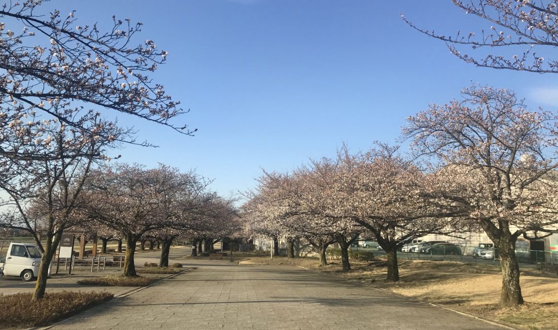 西南公園の桜????