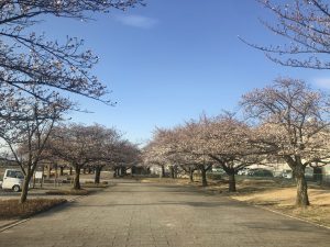 西南公園の桜????