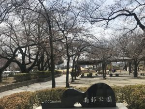 2020.4.3　南部公園の桜????
