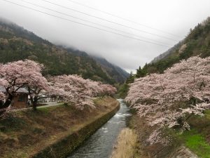 安曇･島々谷の桜並木がキレイです！