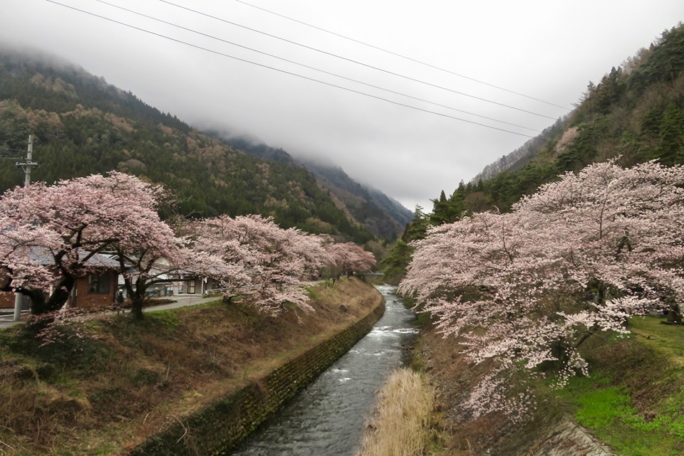 安曇・島々谷の桜並木がキレイです!