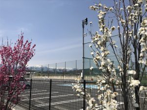 山雅　花桃　北アルプス