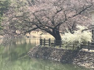 2020.4.3 千鹿頭池の桜????