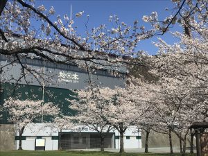 松本市営球場の桜????　満開❣️